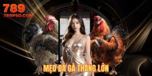 mẹo đá gà thắng lớn